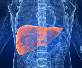 Печень является самым большим органом в теле, она находится под правым подреберьем, чуть ниже правого легкого.